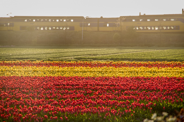Dutch intercity train tulip fields in Hillegom