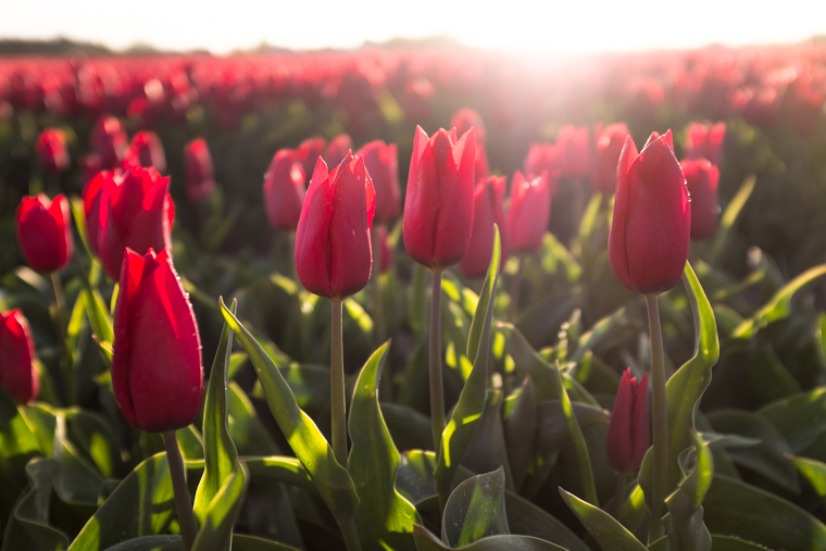 Shooting into the sun with Fuji x100t - red tulips