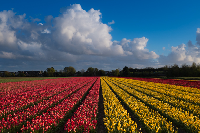 Dutch Tulip Fields in Hillegom South Holland