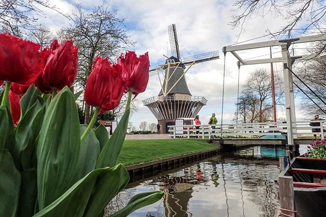 Keukenhof – the Tulips garden, Holland