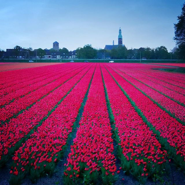Keukenhof – the Tulips garden, Holland