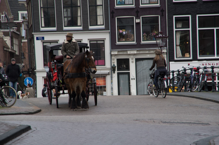 Horse and Carriage Ride Amsterdam