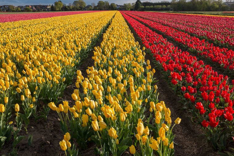 Rows of red and yellow tulips in a field near Amsterdam