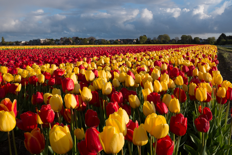 A mixture of red and yellow tulips in Hillegom