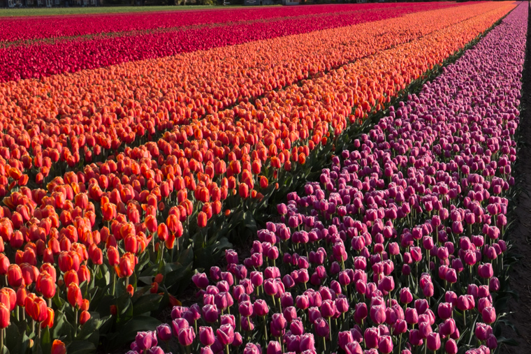 Rows of red, orange and purple Dutch tulips in a field 
