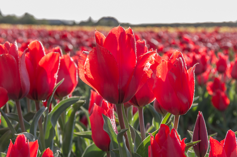 Red tulips bathed in spring sunshine