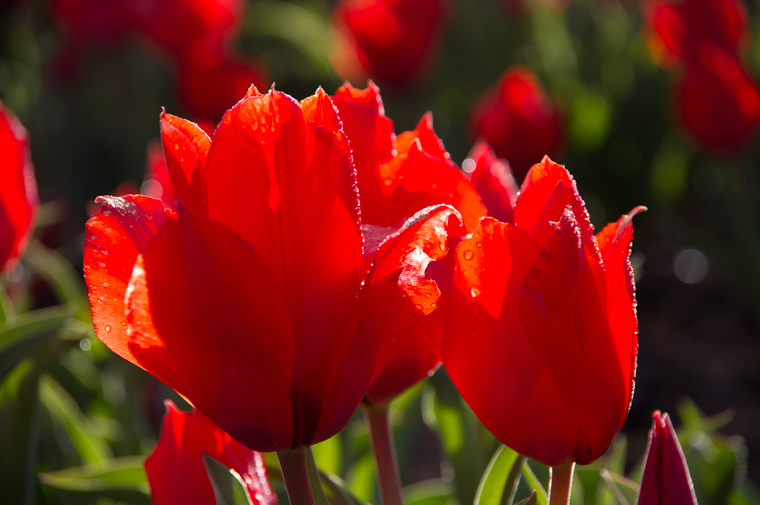 Close up of red tulips in Holland backlit by sunshine