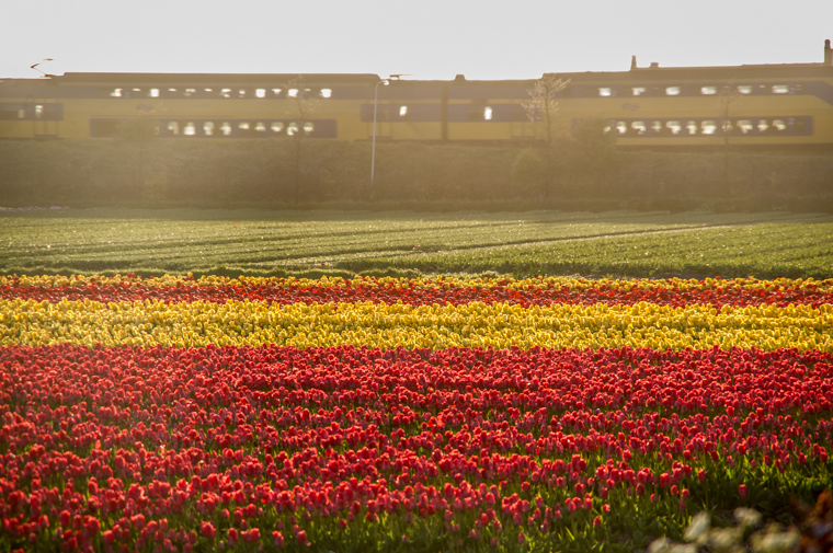 Interesseren Verrijking Onderverdelen A Great Free Alternative to Keukenhof Gardens | Amsterdam for Visitors Interesseren Verrijking Onderverdelen A Great Free Alternative to Keukenhof Gardens | Amsterdam for Visitors