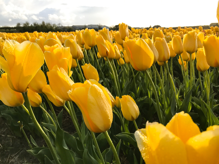 Yellow tulips in the field after the rain