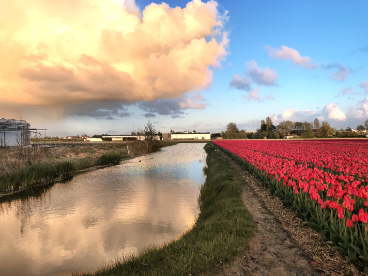 Tulip field and dike in Holland
